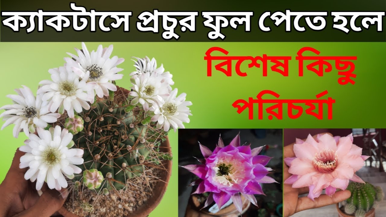 আর মরবেনা বাগানের একটাও ক্যাকটাস/ প্রচুর ফুল পেতে ক্যাকটাসের বিশেষ পরিচর্যা/ Cactus plant full care!