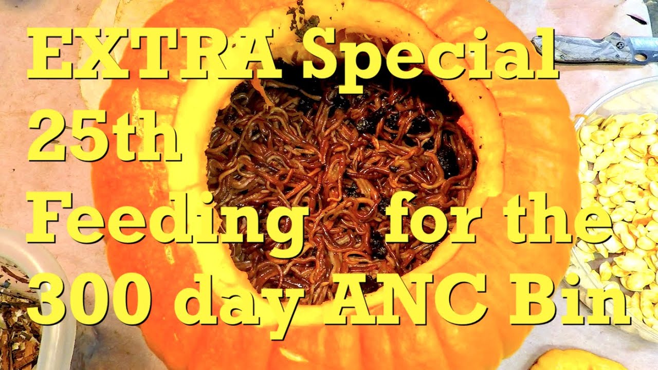 300-day African nightcrawler worm bin's EXTRA SPECIAL 25th meal - vermicompost