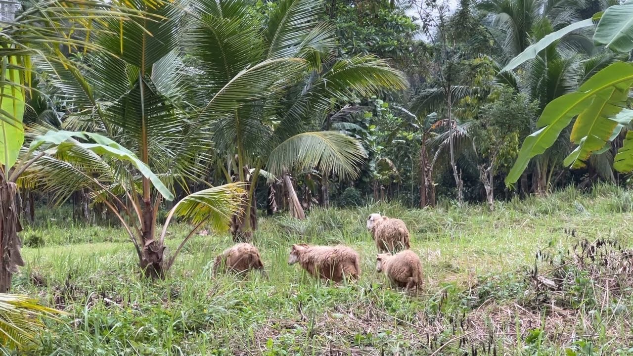 BAKIT MAS MADALI ALAGAAN AT BUHAYIN ANG TUPA KESA SA KAMBING?