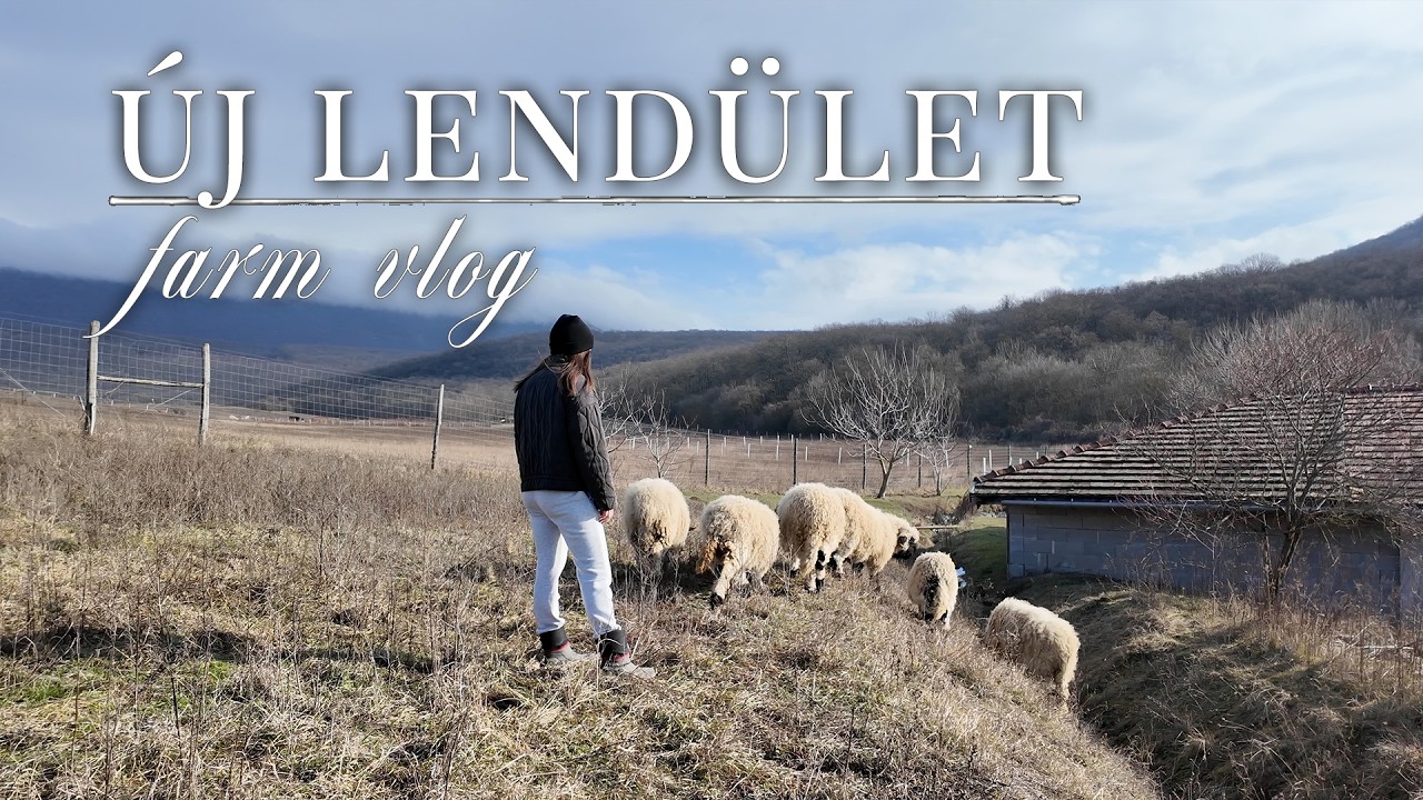 Elszabadultak a birkák! 🐏 VLOG | Molnár Miléna