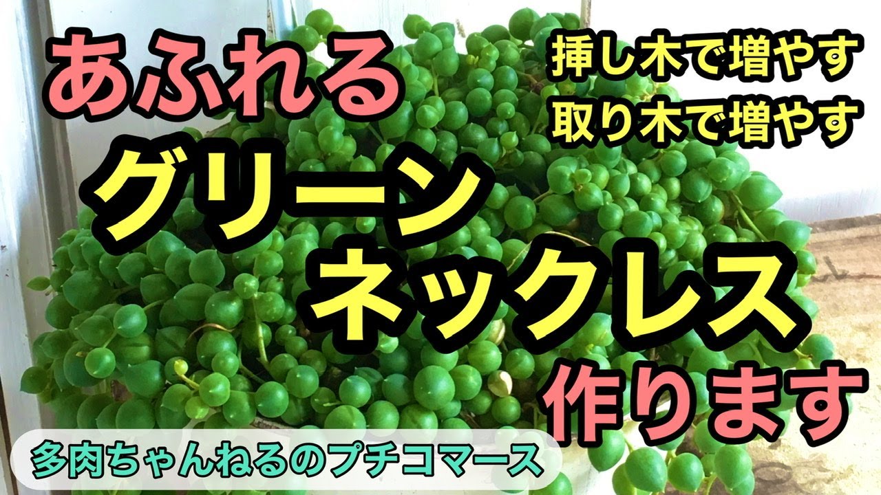 【多肉植物】多肉を増やそう❣️鉢から溢れるグリーンネックレス作ります💚✨挿し木と取り木の説明