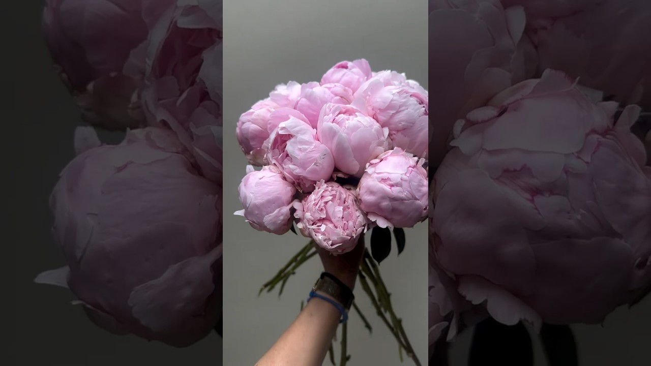 Pink peonies .#pink #newmusic #singer #dance #babygirl #shorts #shortsvideo #shortvideo #flowers