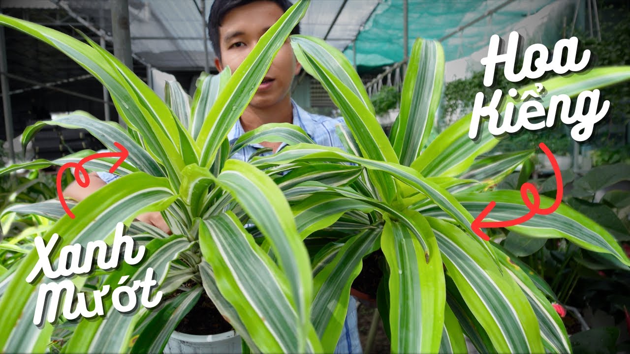 Vườn Kiểng Lá Ít Bón Phân Vẫn Xanh Rì Mướt Mắt Quá Tuyệt Vời • Vlog #84