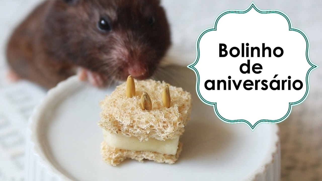 Como fazer bolo de aniversário para hamster! {DIY}