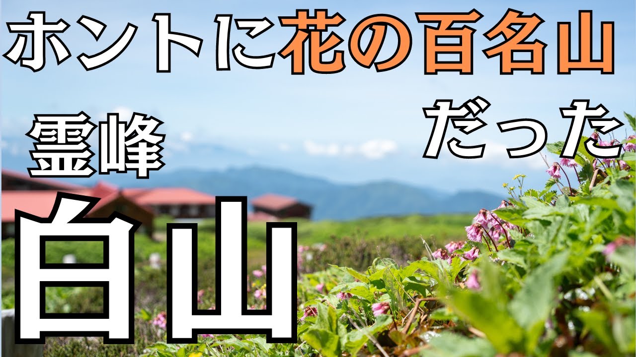 【白山】天気もお花も大勝利〜！！