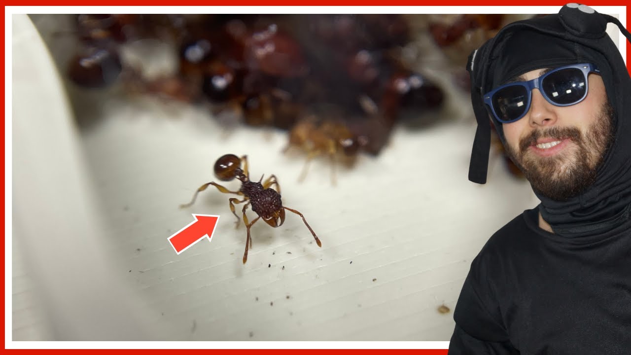Je m'étais trompé à leur sujet ! (Acanthomyrmex thailandensis)