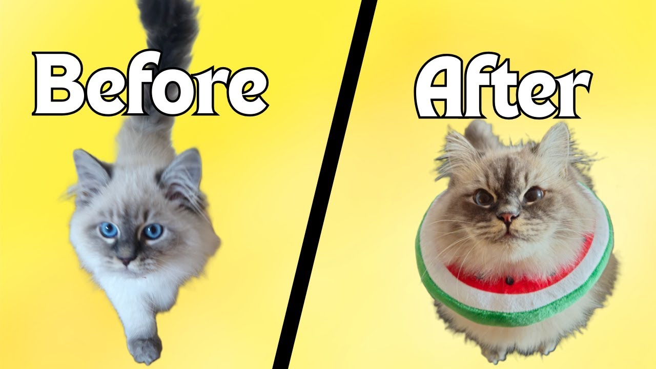 Neva Masquerade Cat's First Year Transformation