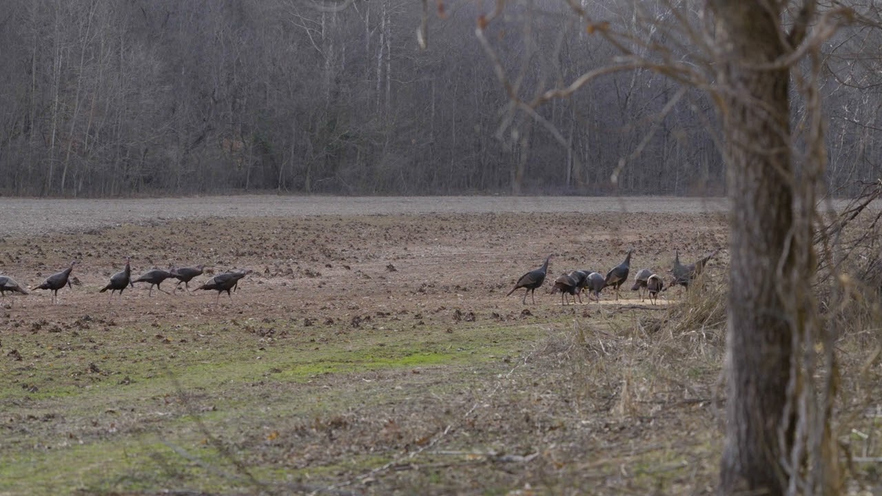 10 January 2023 Turkey Trapping - Rocket Net