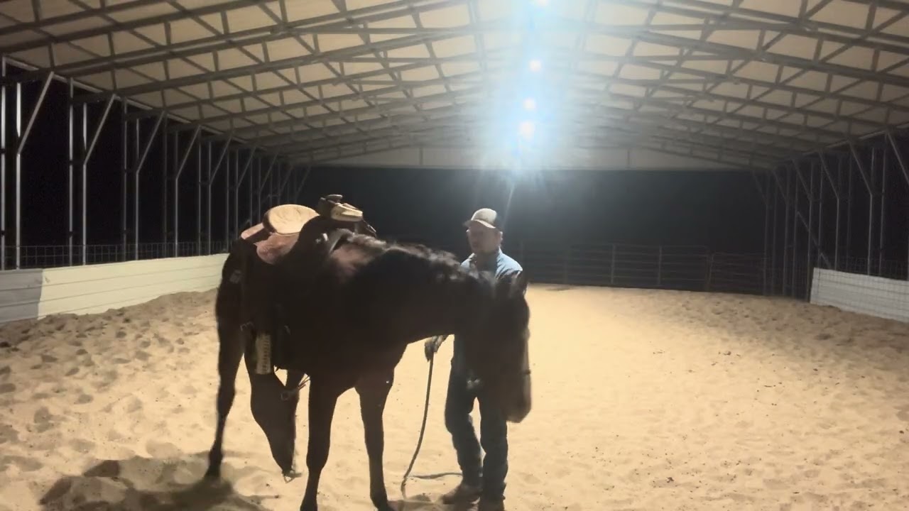 Stitch and the saddle monster!! (2 year olds 1st saddling)