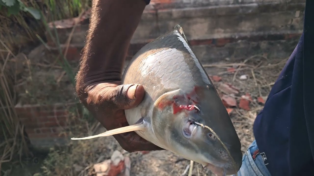 ROHU FISHING 🎣 VIDEO ||AMAZING FISHING ||LGC CANAL