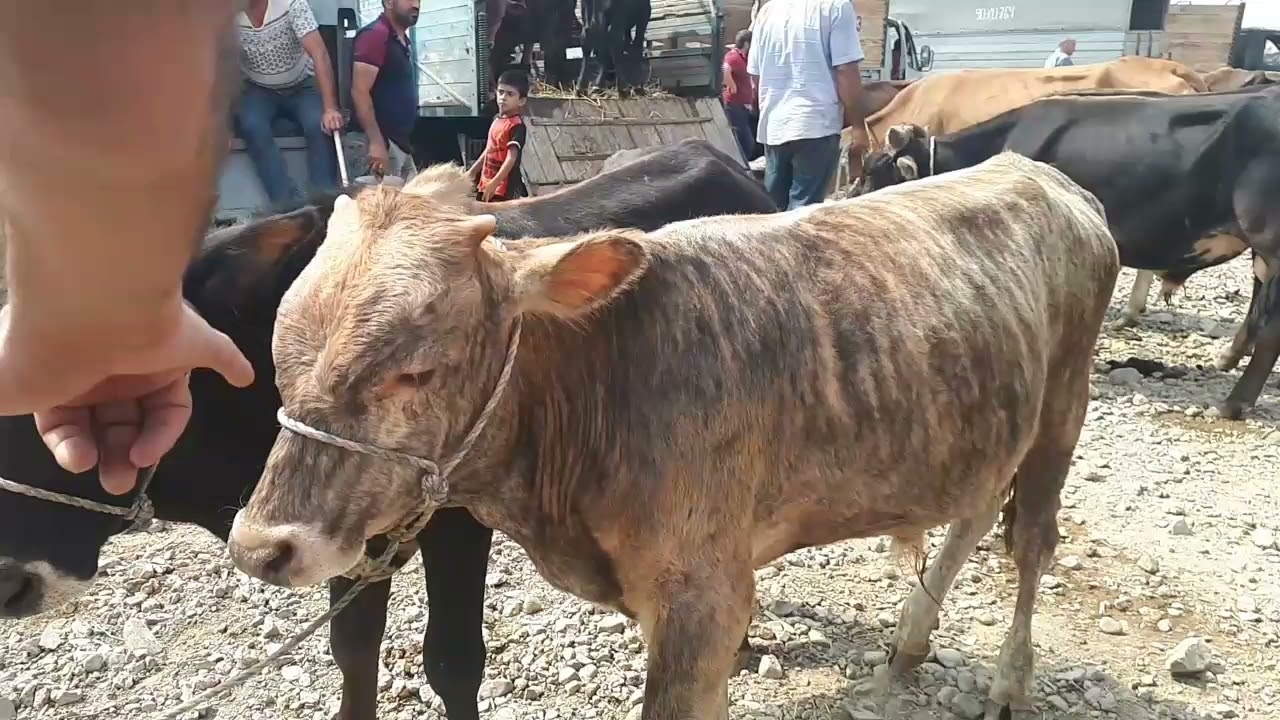 Poxlu kabab - Gəncə mal bazarı