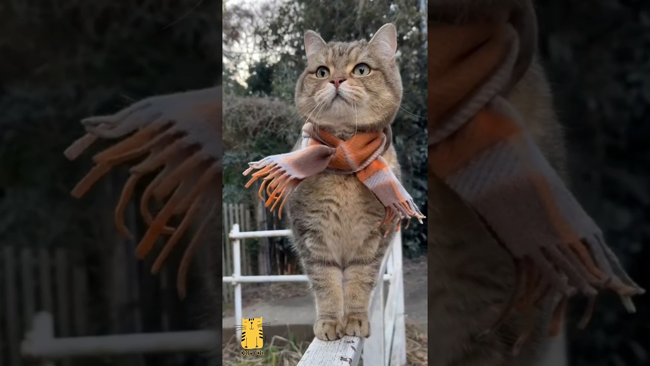 Funny Cat & Cute Kittens767😻 #shorts #kucing #kucinglucu #funny #pet #cat #foryou #viral #viralvideo
