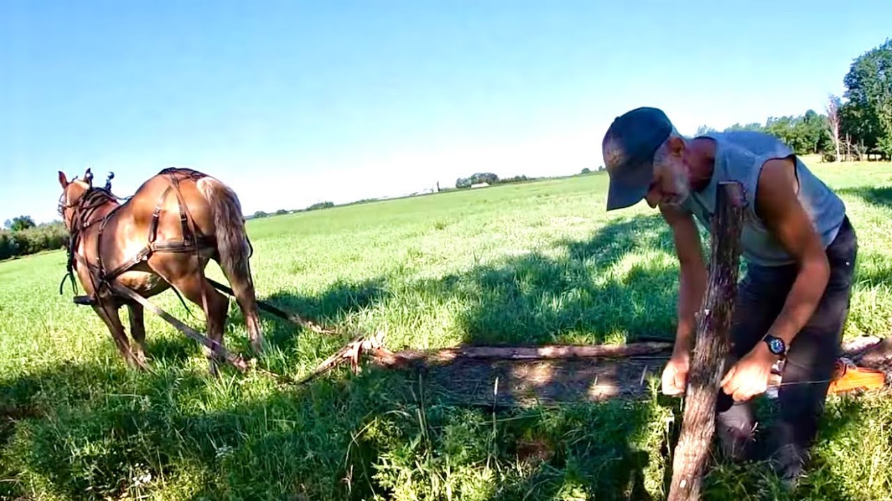 Using a Single Draft Horse to Fix Fences & Checking on our Crop Fields