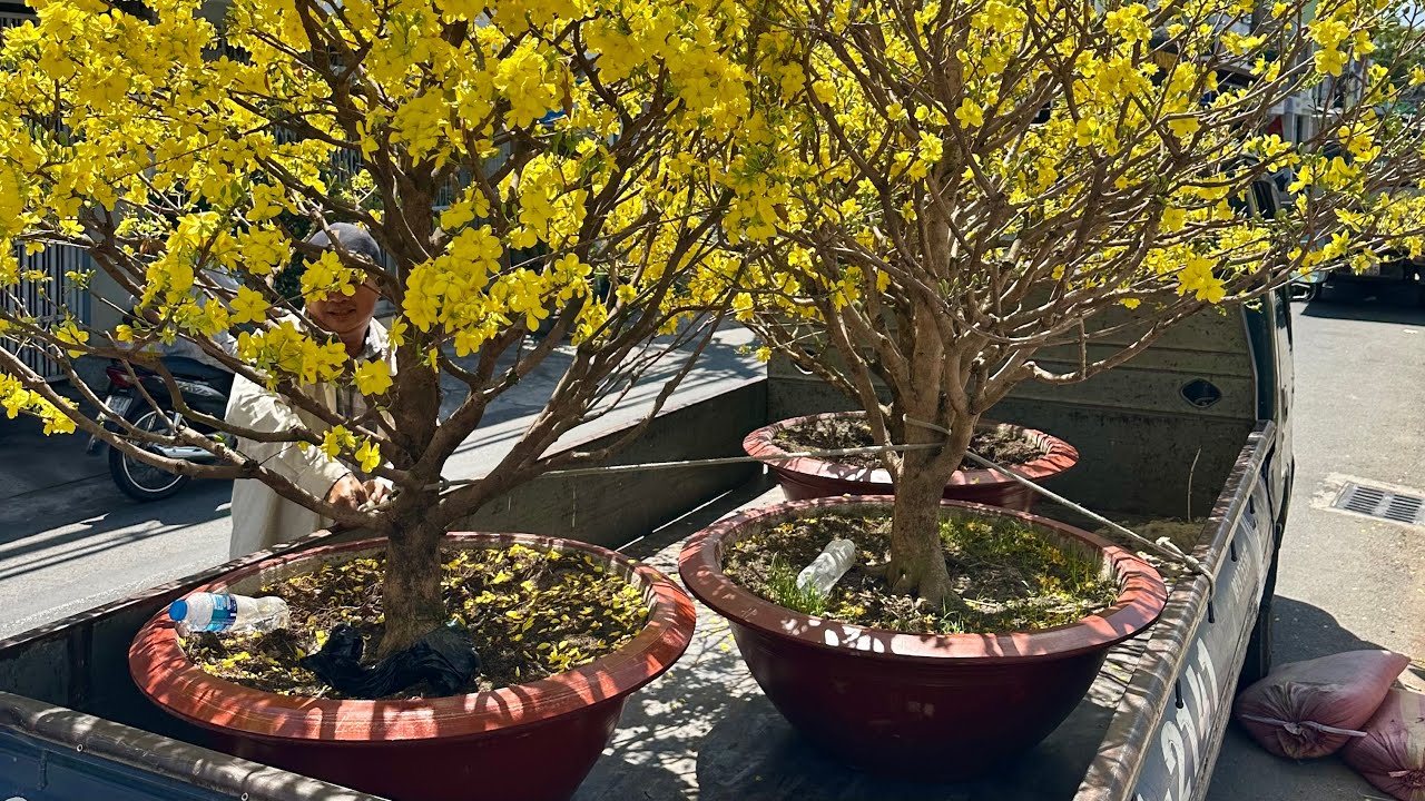 M1 K&Ecirc;NH Bonsai  CAN THO CH&Uacute;C MỪNG NĂM MỚI 2026