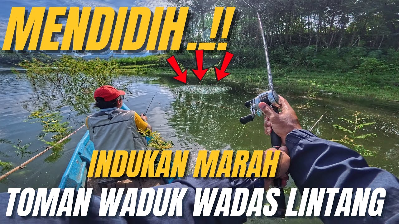 MONSTER TOMAN WADUK WADAS LINTANG MUNCUL😱‼️SAMBARANNYA BENAR2 GIL4‼️🔥