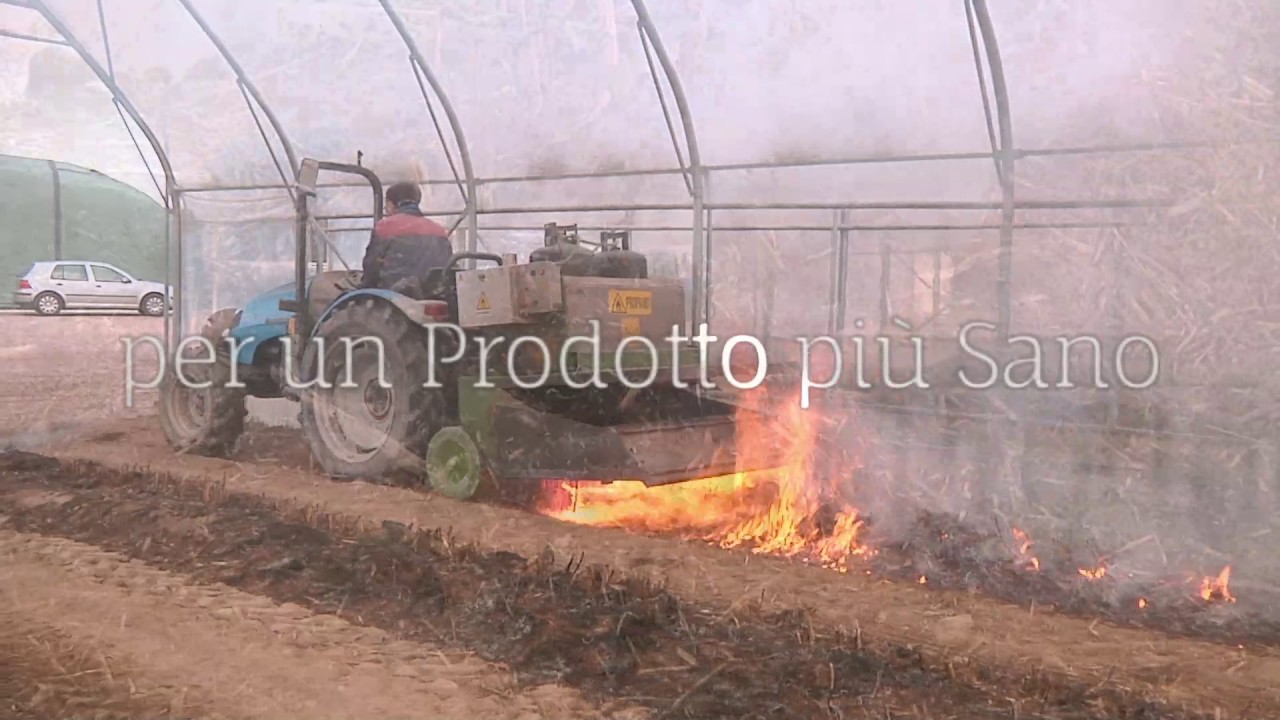 La coltivazione biologica degli asparagi verdi - OrtoVeneto Azienda Agricola