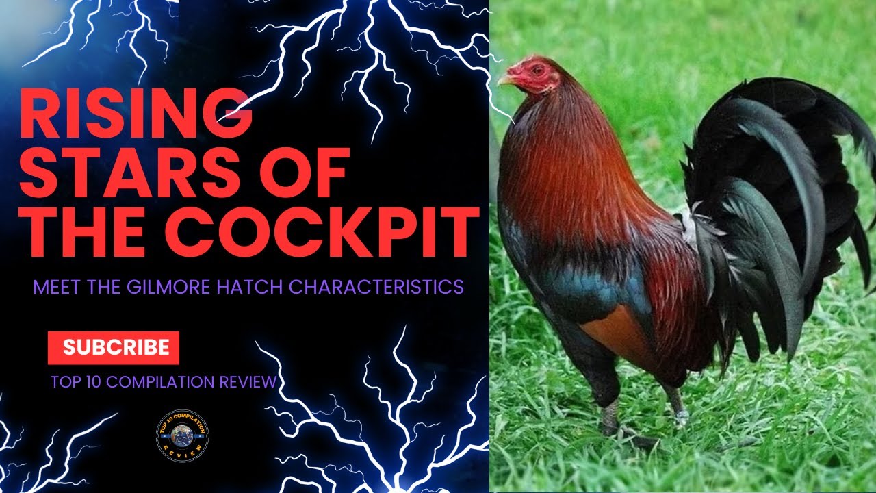 Gilmore Hatch Characteristics and Fighting Style | Gamefowl Bloodline Breakdown