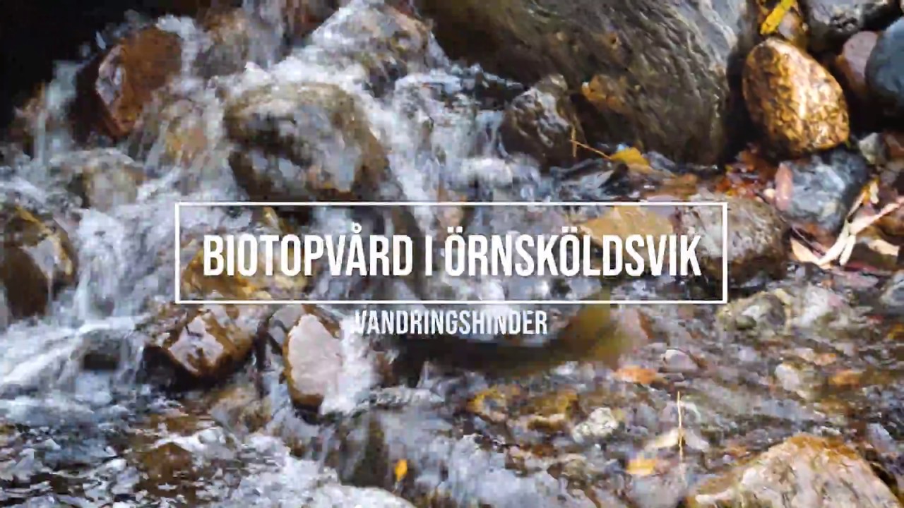 Biotopvård i Örnsköldsvik-Vandringshinder