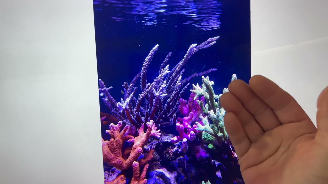 Fernando y su acropora! mis consejos, analizamos su aqua.