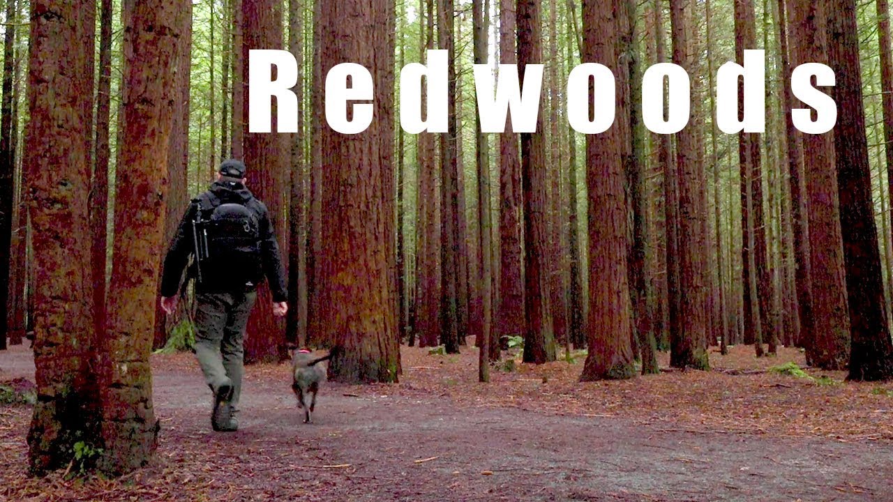 Photographing The Redwoods - Whakarewarewa Forest | Rotorua, New Zealand