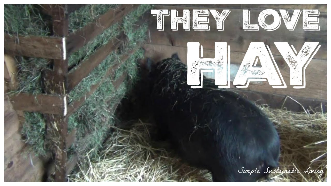 These Pigs Eat Almost Entirely Hay Instead of Grains