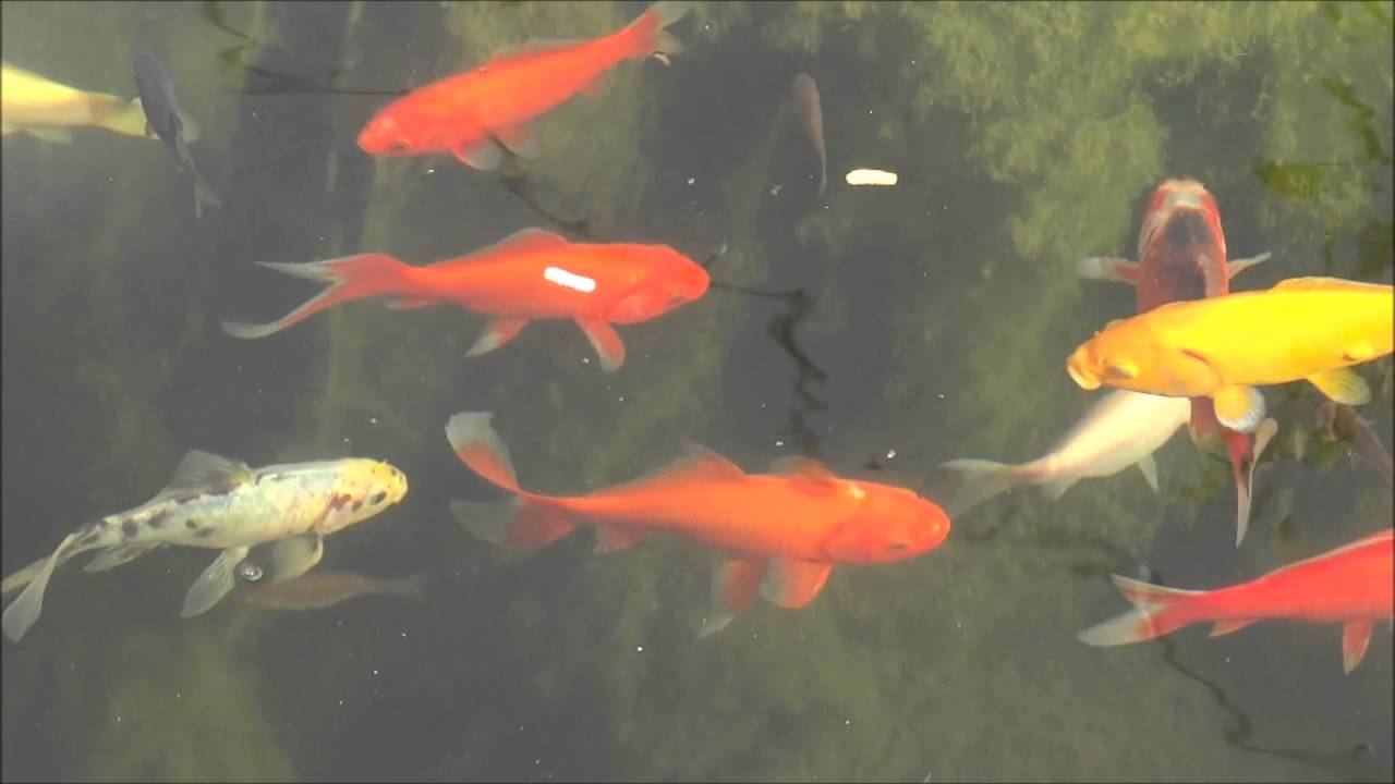 Unser Fischteich