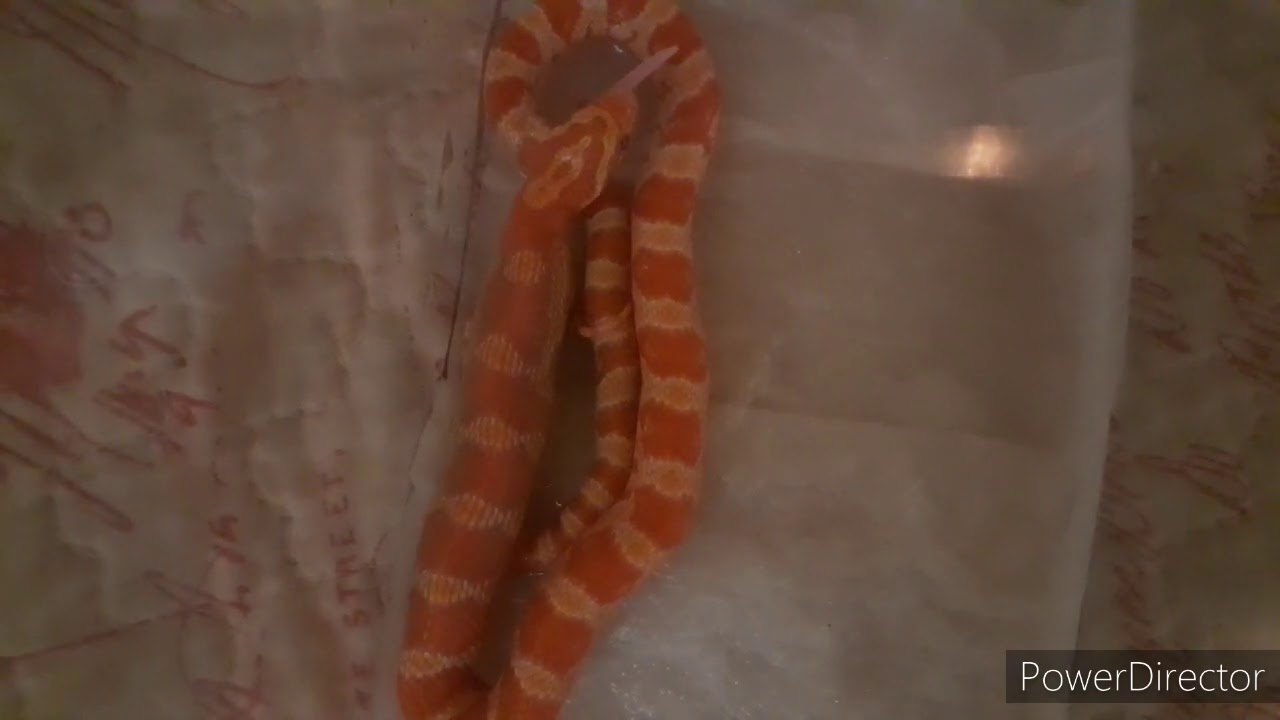 Pulizia Terrario Pantherophis Guttatus
