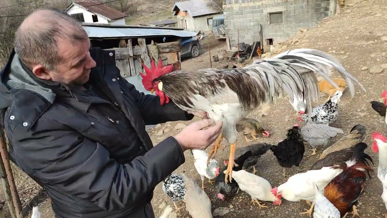 MS/46-u posjeti kod prijatelja VIKETA/Italijanke u više boja