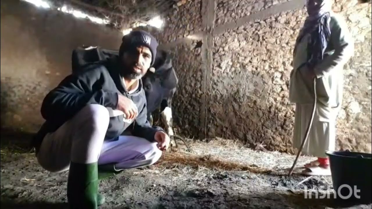 حلبت بقرة وانا أمي فاطمة نتكركبو مع زمان حتا يحن الله