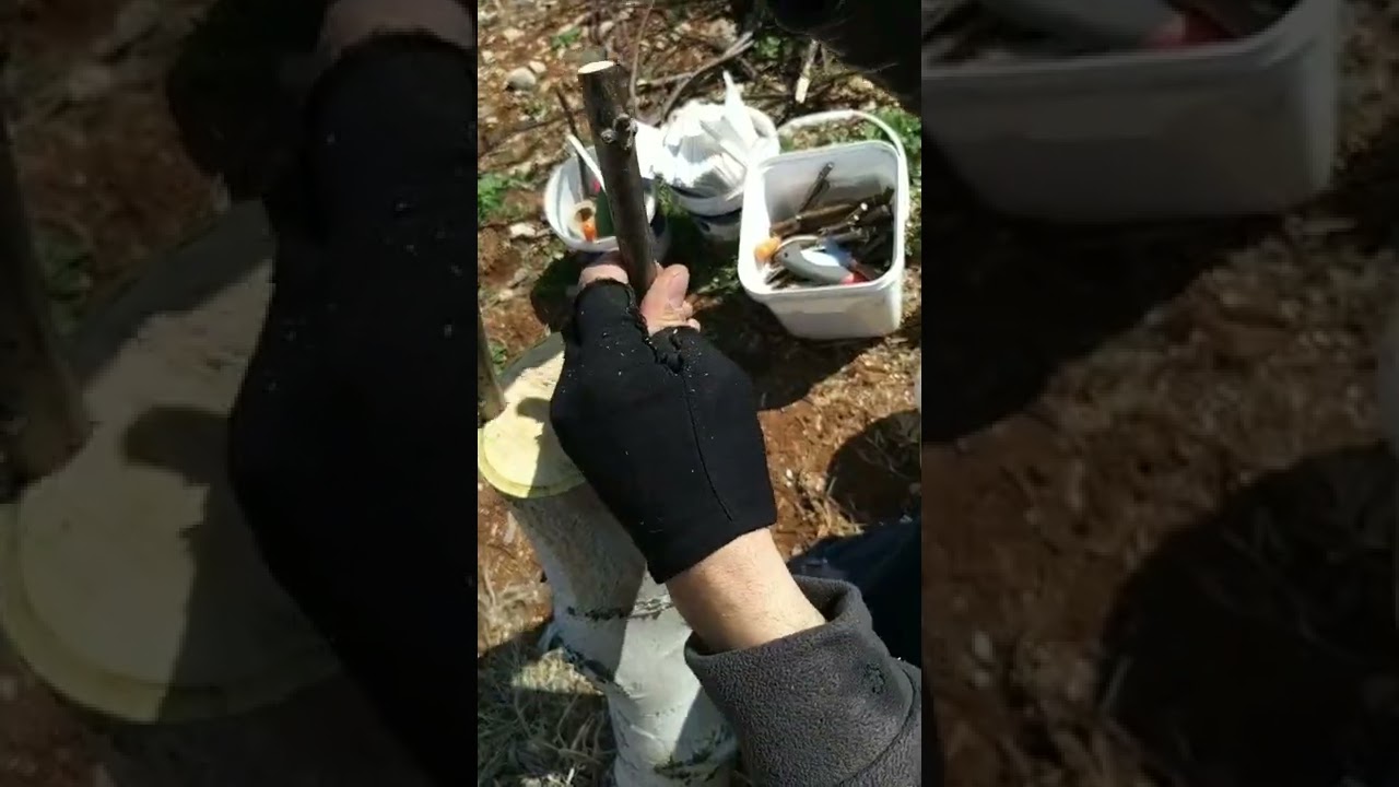 Cevizde Çorum aşı püf  noktasıyla