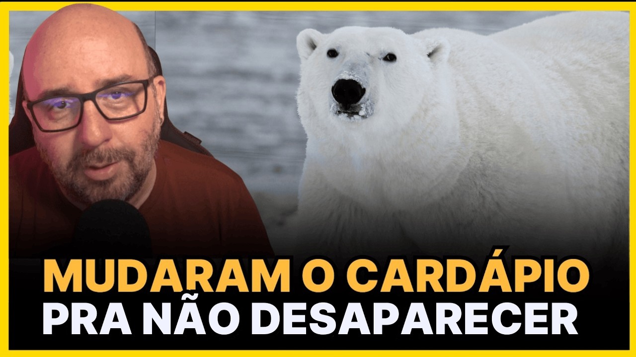 URSO POLAR MUDOU pra RESISTIR &Agrave; MUDAN&Ccedil;AS CLIM&Aacute;TICAS