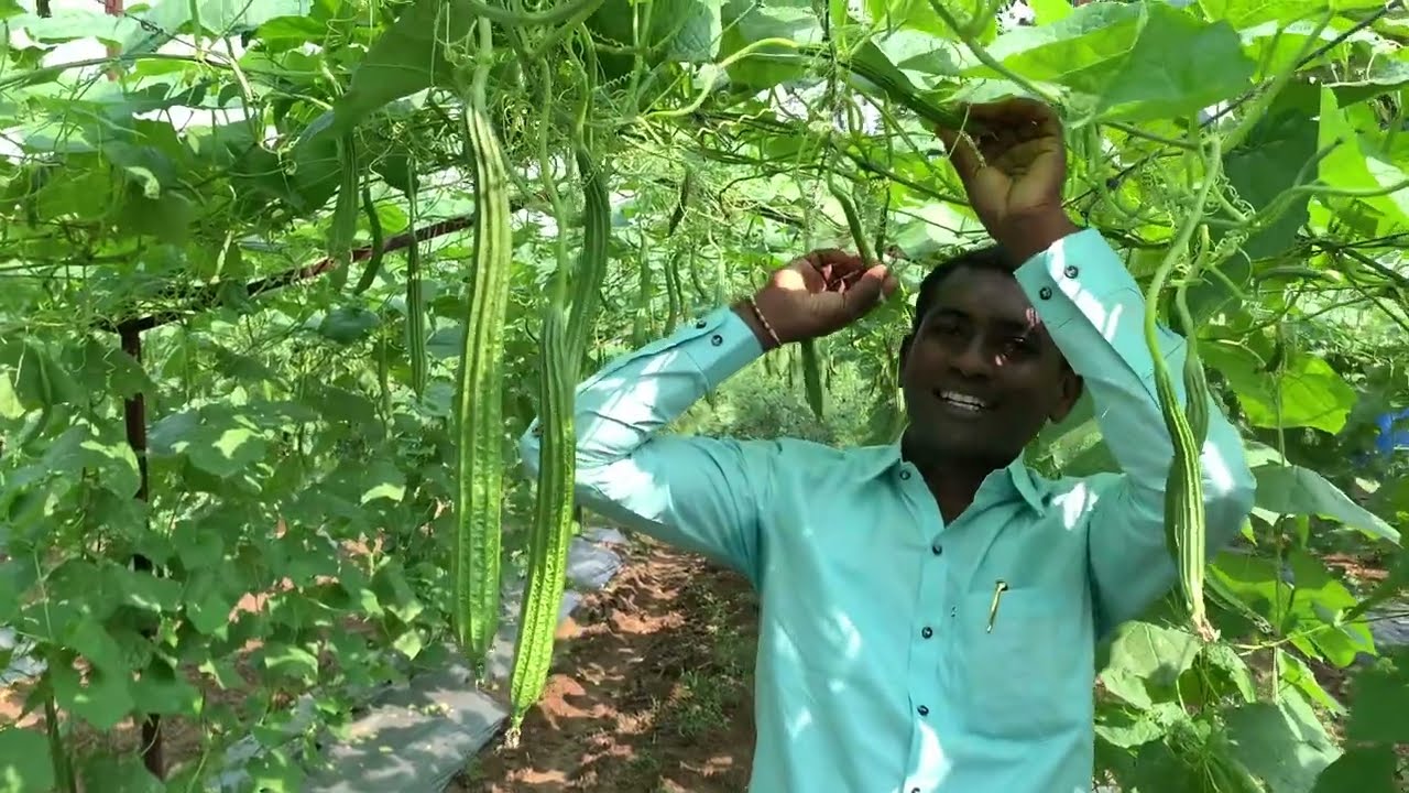 SCT वैदिक दोडका बनलाय पंचक्रोशीत ब्रँड👌RNPH 200% दिल्यावर काय होते❓किलोला मिळतो 45 रु भाव😳