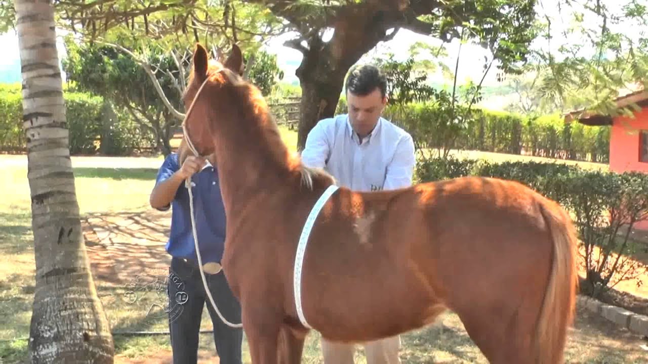 Programa Mangalarga 19/10/2014