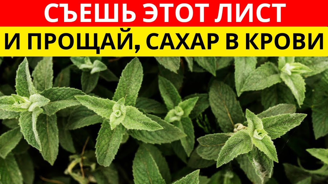 ЧУДО! №1 ЛИСТ УНИЧТОЖАЕТ ДИАБЕТ, ПЛОХОЙ ХОЛЕСТЕРИН И ЖИР НА ЖИВОТЕ! | д-р Иван Петров