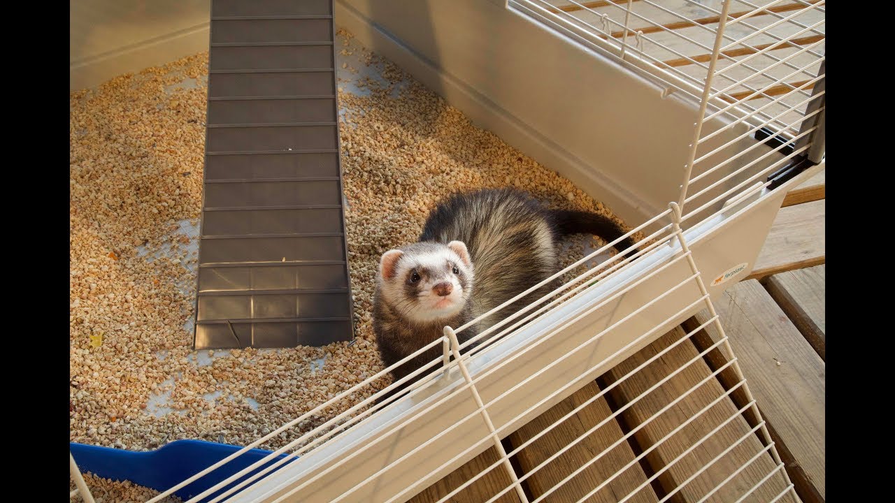 A special house for ferrets: FURET TOWER by Ferplast