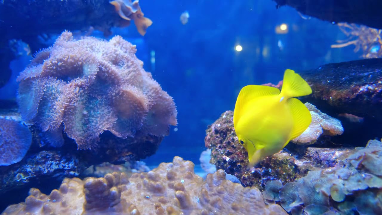 Fish tank Aquarium. Beautiful Coral Aquarium 2k with Sound. Aquarium Screensaver. 2K
