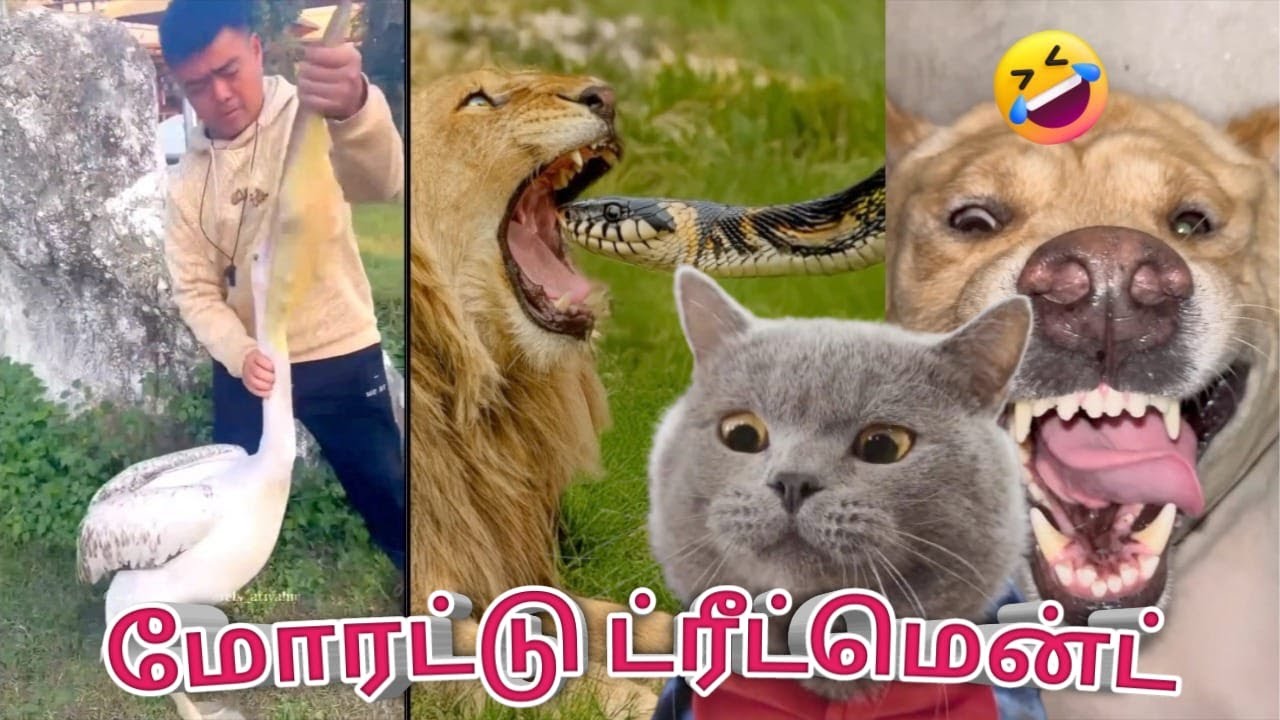ANIMALS Funny Mind Voice 27 Sothanaigal | Tamil | SIMPLE WORLD