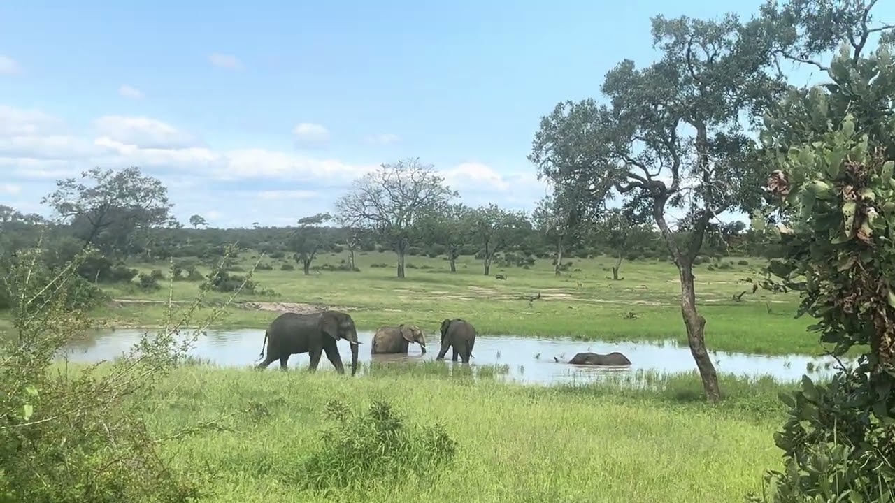 Elephants