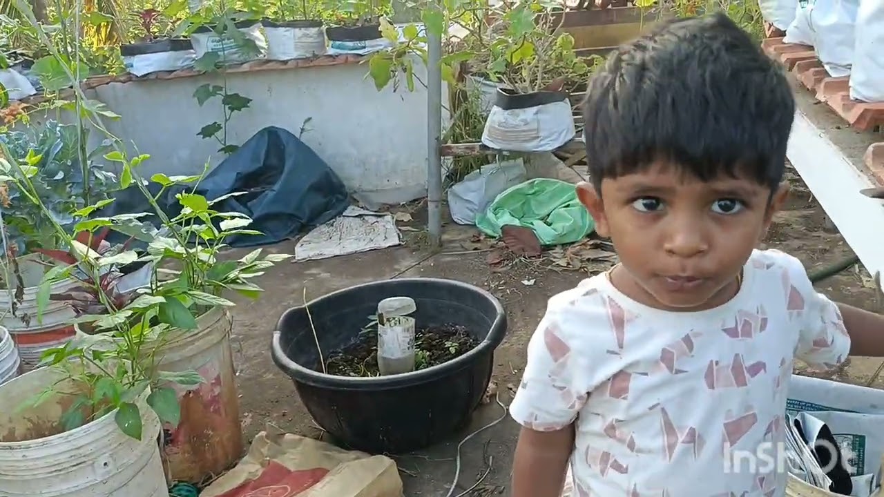 മട്ടുപ്പാവിൽ നിന്നും കുട്ടയിലേക്ക്.... പിന്നെ  കടൽ കടന്നു അബുദാബിക്ക്....