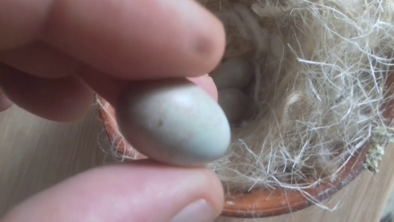 Élevage canaris surprise des naissance