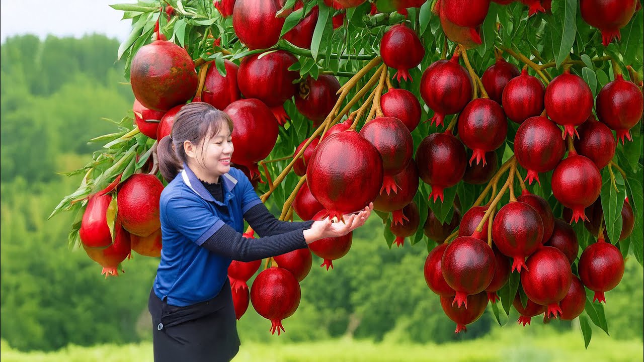 Colhendo Romãs Gigantes na Floresta e Vendendo no Mercado – Vida no Campo!