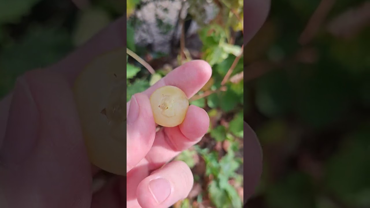 Prezentare sumara soiuri de struguri din colectie!