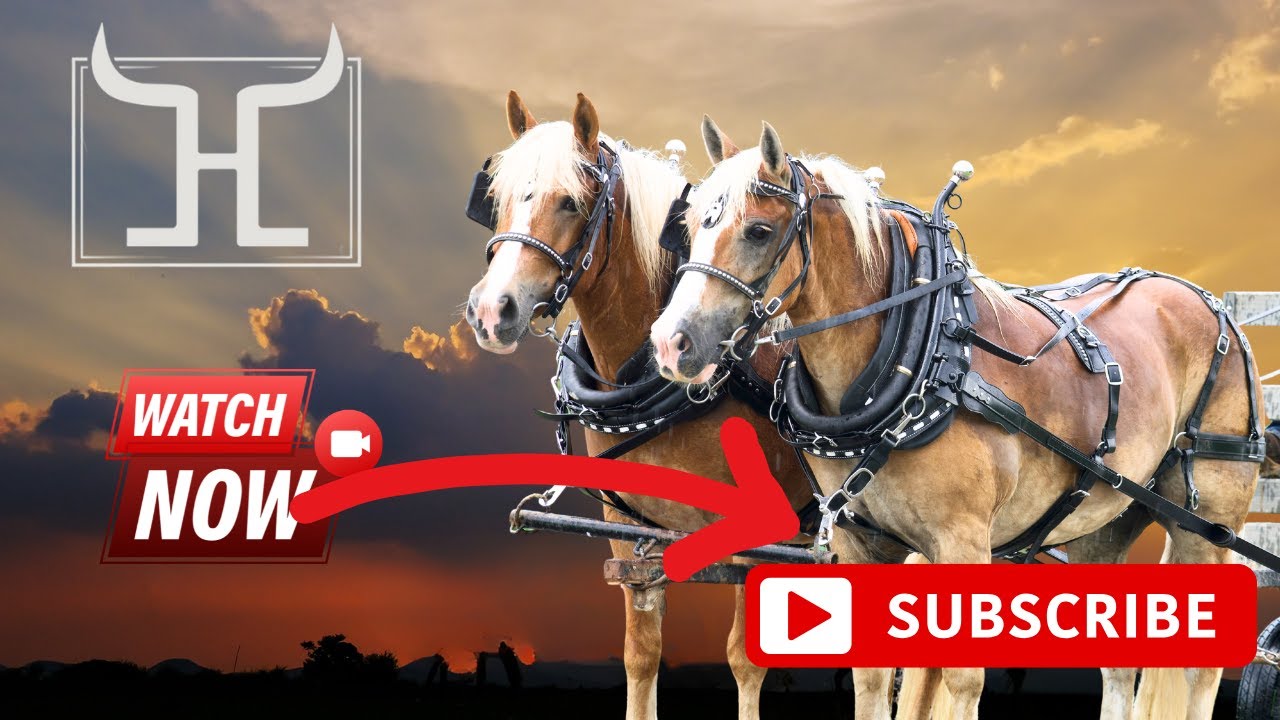 Meet the Haflinger Horse Team : A Unique Blend of Strength and Grace!