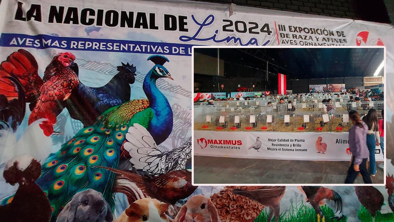 EXPO AVES ORNAMENTALES - PERU DEL POULTRY CLUB 2024😎😎