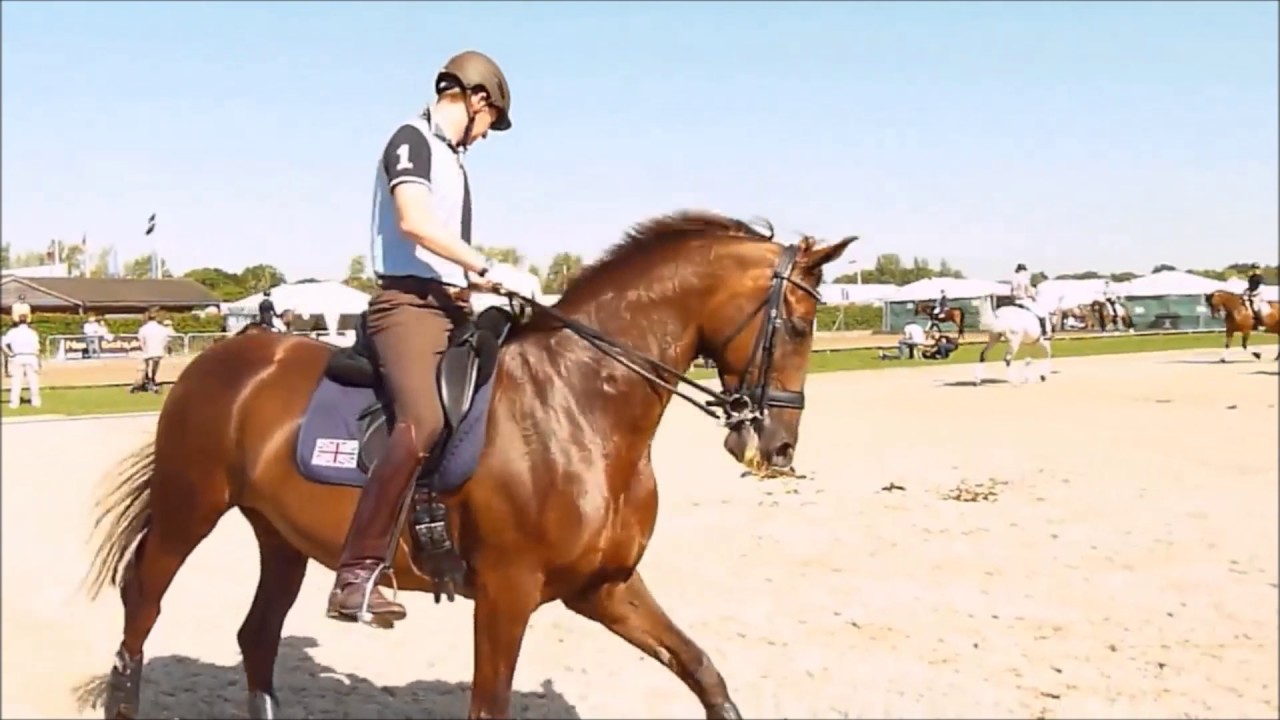 Counting stars REMIX - EQUESTRIAN music video (HD)