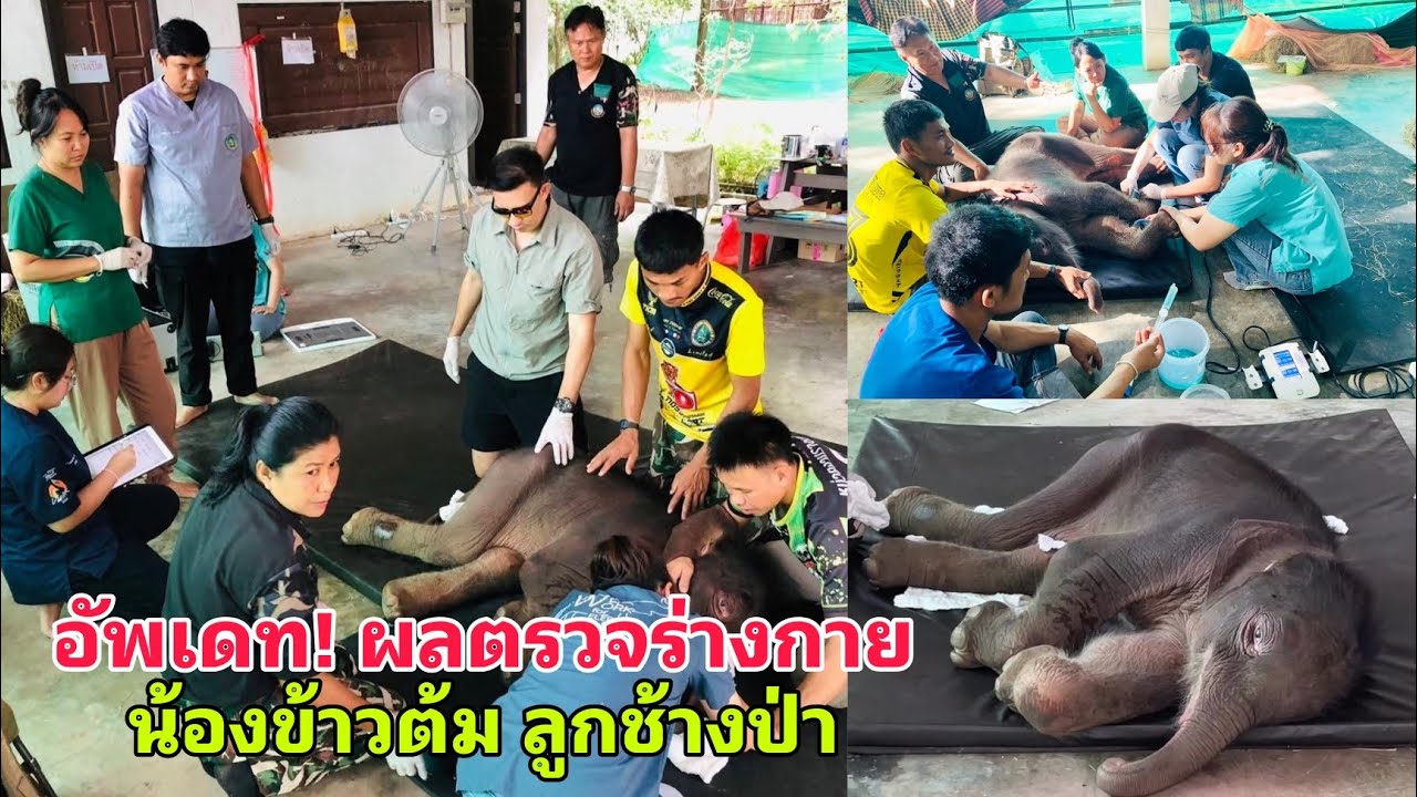 อัพเดทผลตรวจร่างกาย น้องข้าวต้ม ลูกช้างป่า มีความผิดปกติทางโครงสร้างร่างกายตั้งแต่กำเนิดในลูกสัตว์