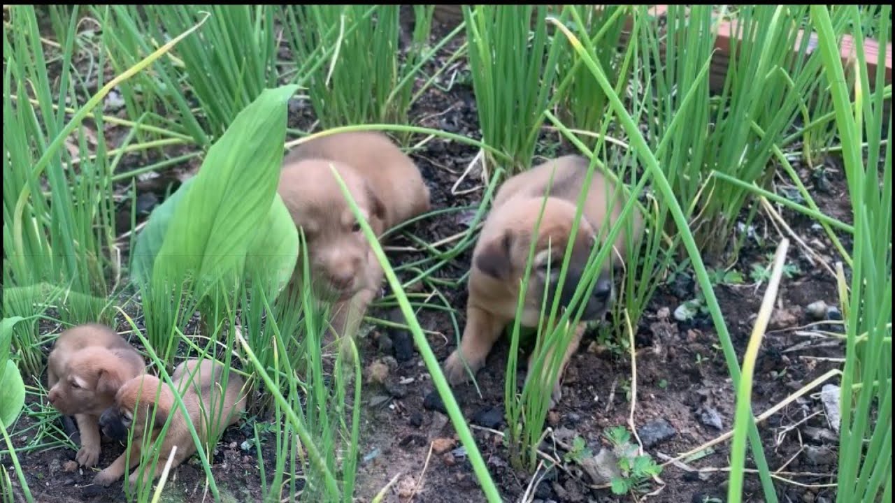 Playful Puppies Exploring the Garden 🌿🐶 So Curious and Adorable!
