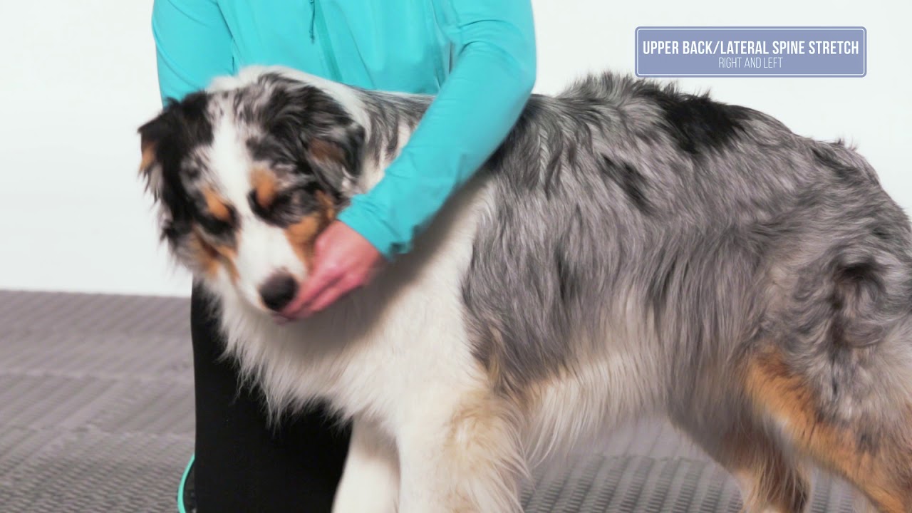 Recommended Warm Up Before FitPAWS Dog Rehabilitation Exercises