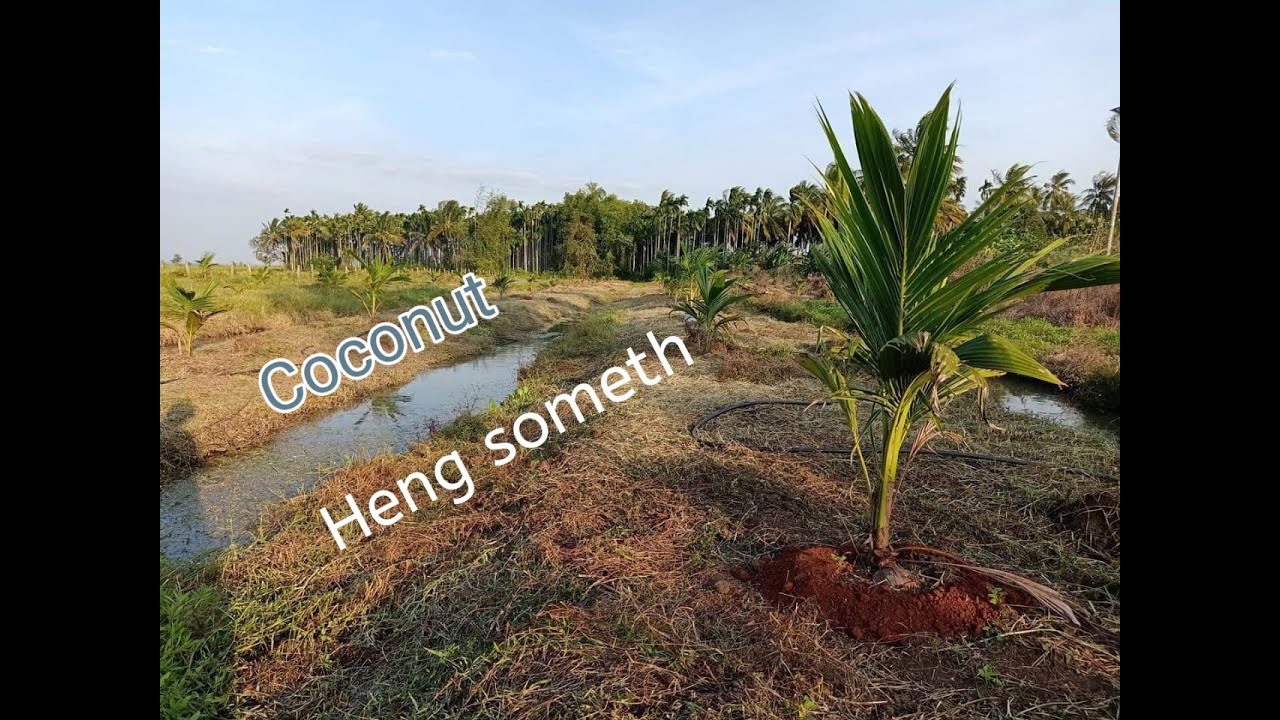 Coconut tree plantation in cambodia