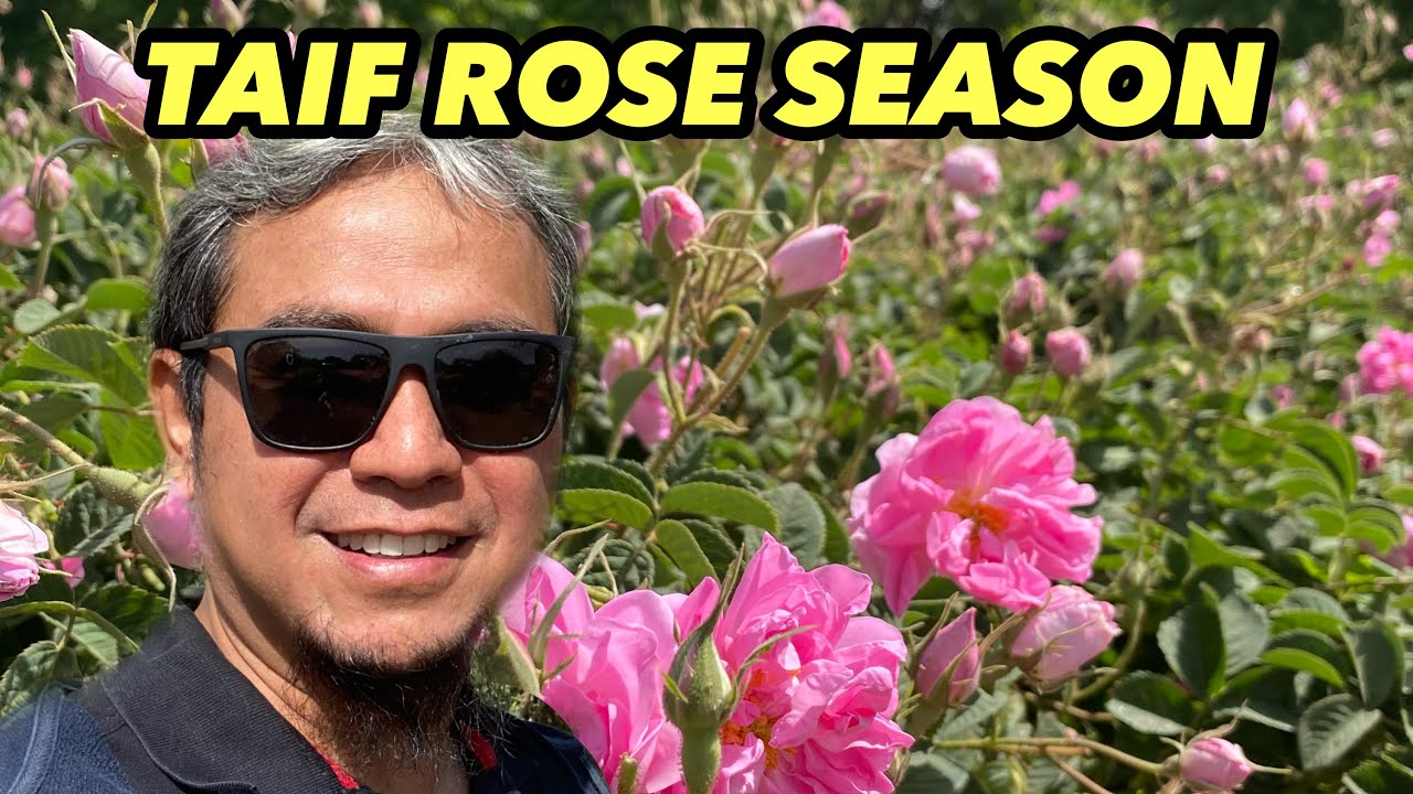 TAIF SAUDI ARABIA !! TAIF ROSE SEASON